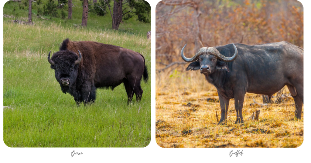 The difference between buffalo and bison