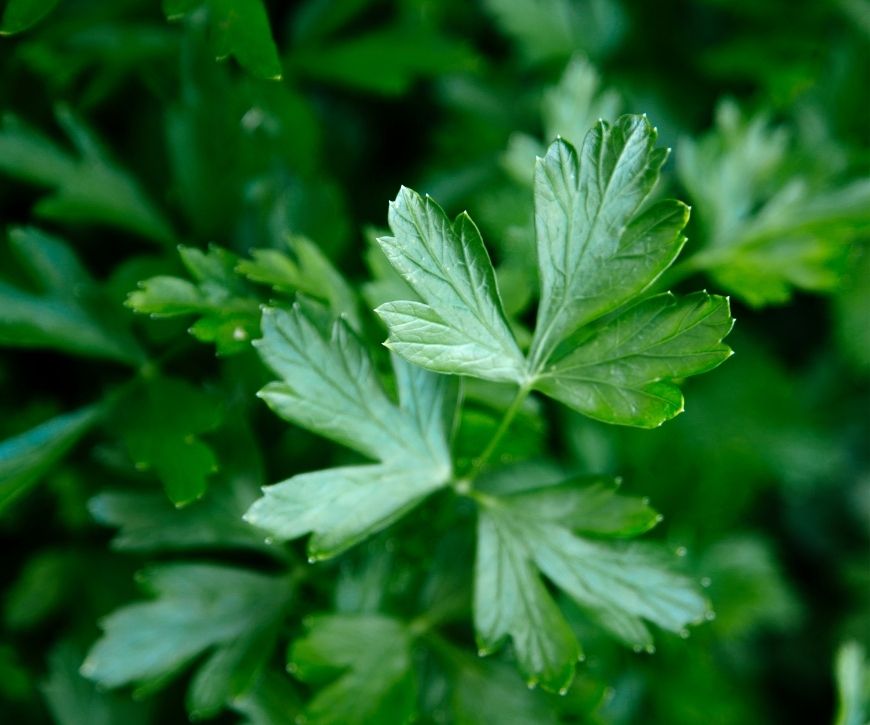 A photo of fresh flat-leaf parsley