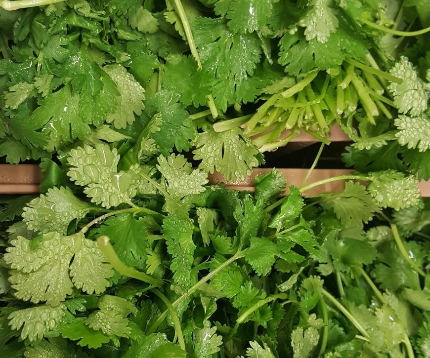 A photo of fresh cilantro covered in water droplets