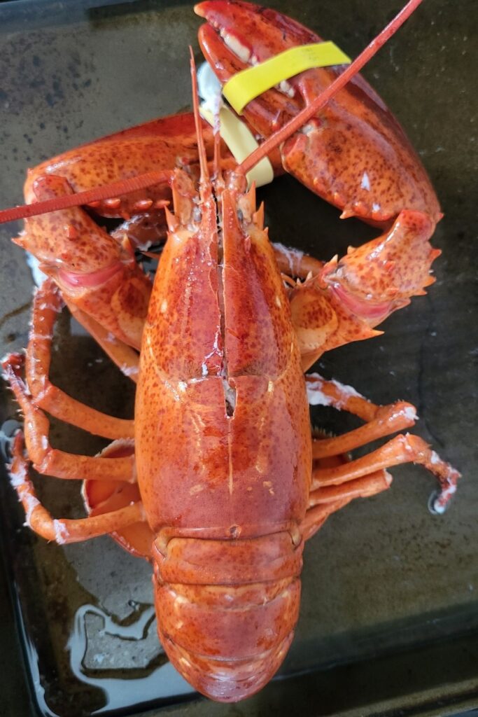 A lobster after it's been fully cooked