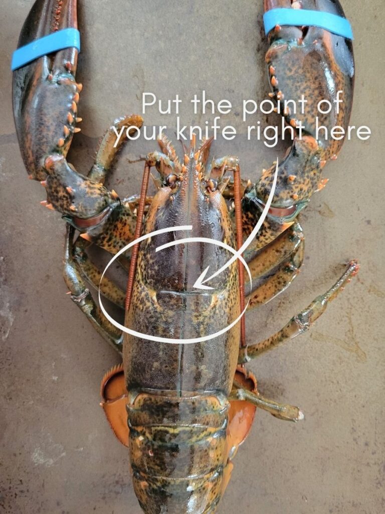 How to cook live lobster: A photo showing where on the lobster to place your knife to dispatch it.