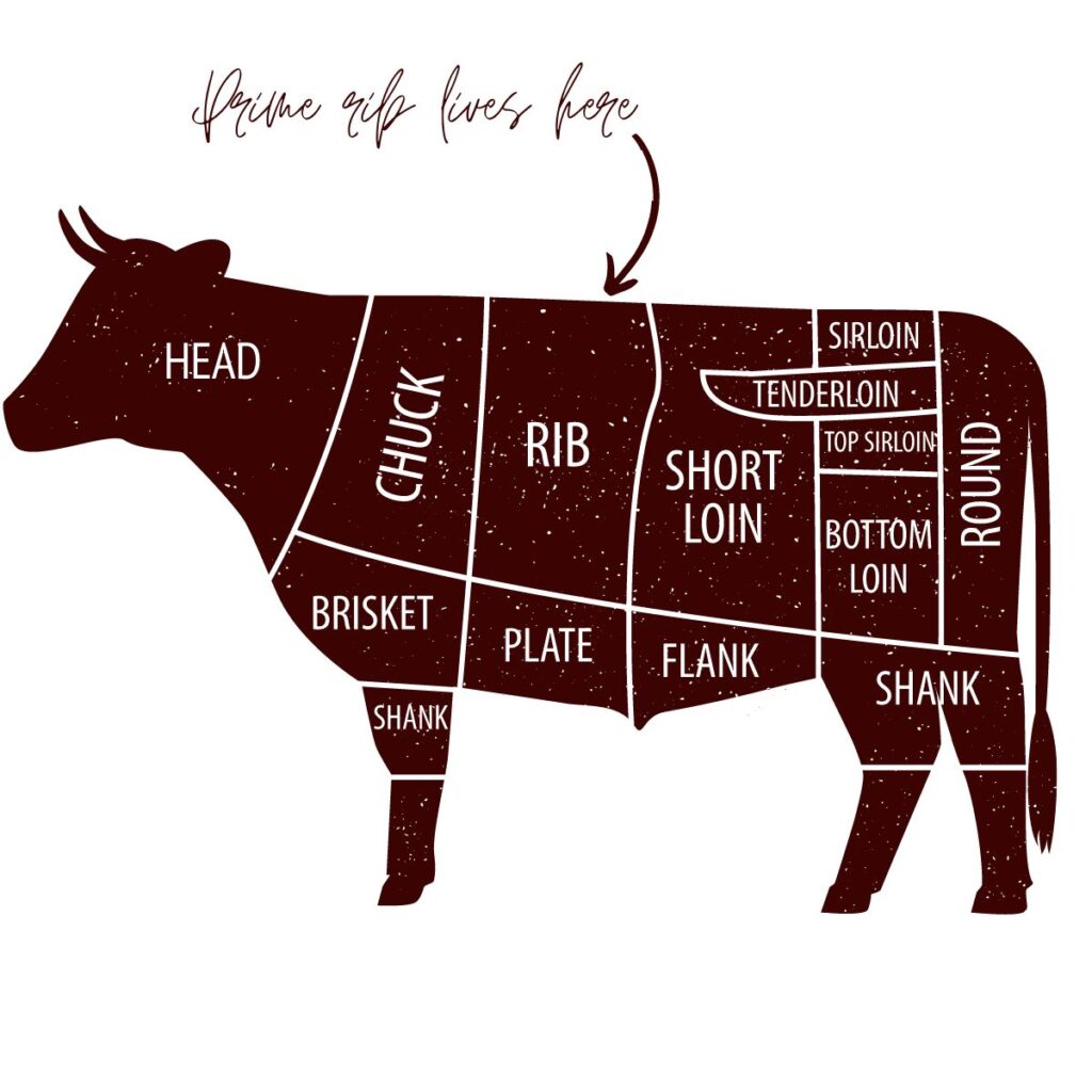 An illustrated diagram of a cow, showing different cuts of meat and where the prime rib comes from. 
