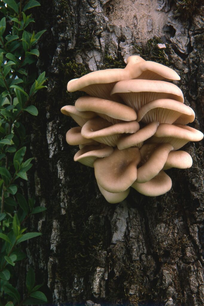 Oyster mushrooms growing on a tree. 