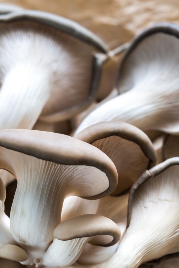 Grey and white oyster mushrooms, showing the underside. 