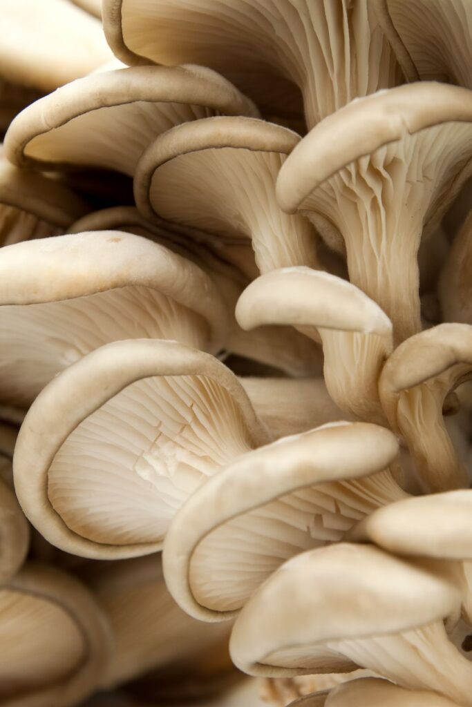 White oyster mushrooms. 
