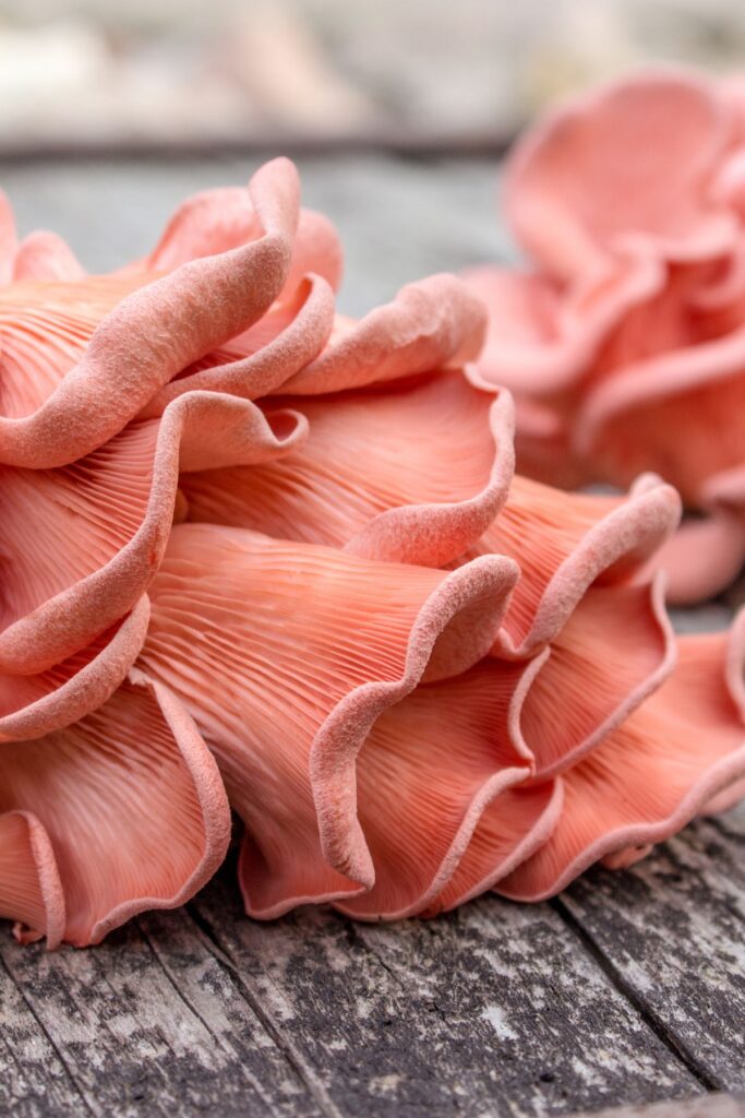 Pink oyster mushrooms on a wooden table. 